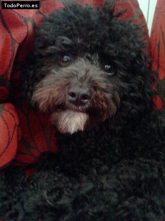 Foto del perro Milka de chimo