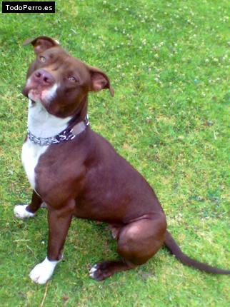 Foto del perro Hanna