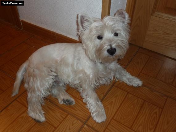 La foto del perro