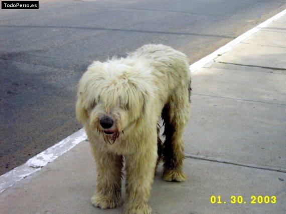 La foto del perro Chascona Foto del perro Chascona