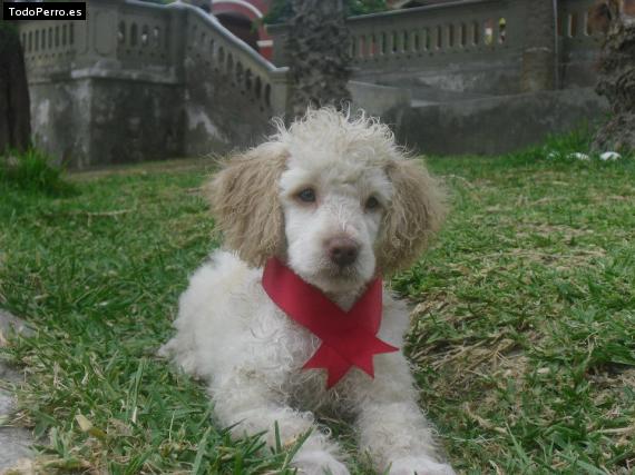 Foto del perro Hachico