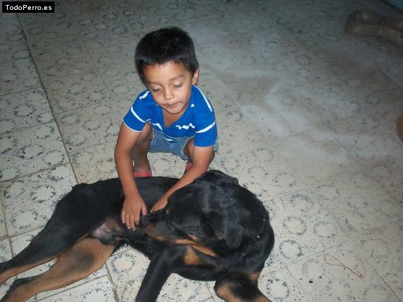 La foto del perro
