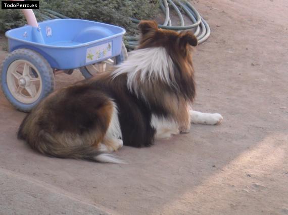 La foto del perro