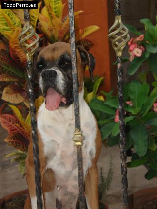La foto del perro