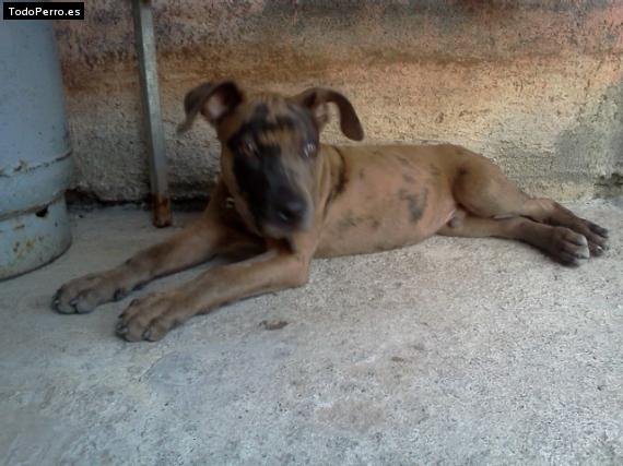 Foto del perro Junior