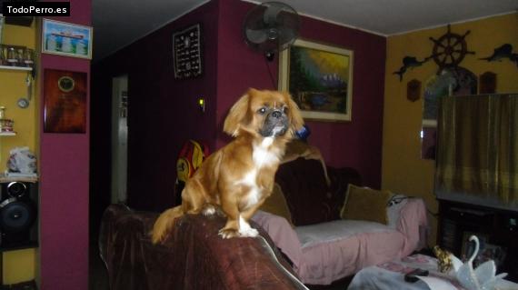La foto del perro