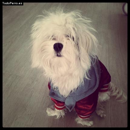 La foto del perro