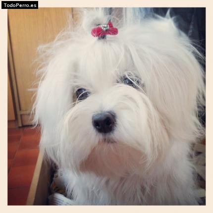 La foto del perro