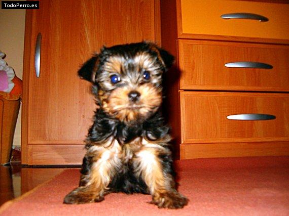 La foto del perro Lucho Foto del perro Lucho