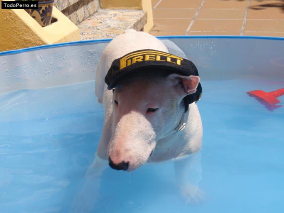 La foto del perro