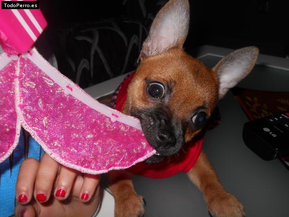 La foto del perro