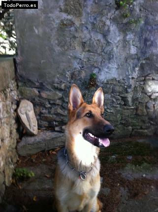 La foto del perro