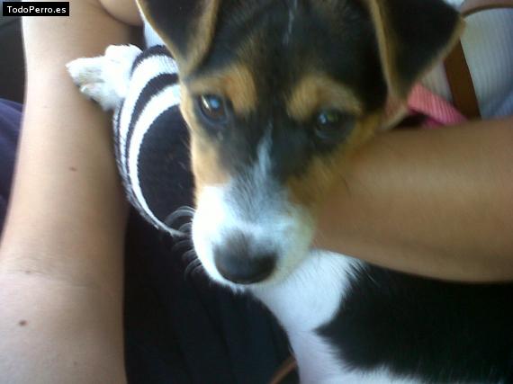 Foto del perro Eli