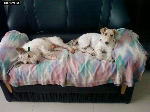 La foto del perro