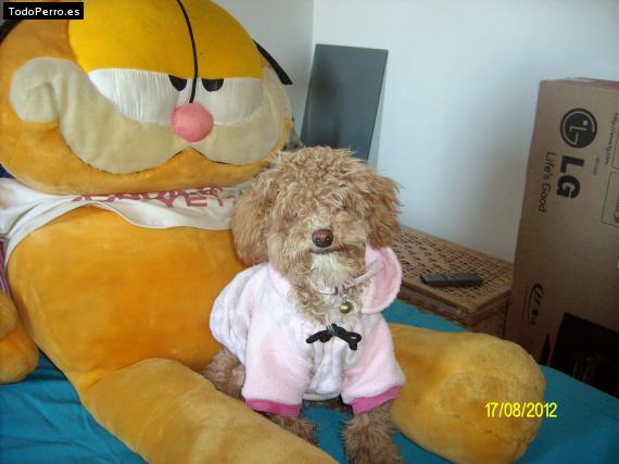 La foto del perro