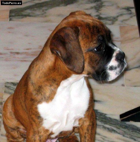 Foto del perro Hector