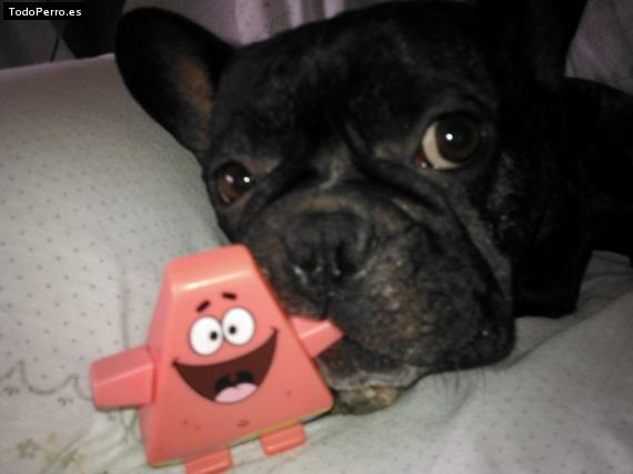 La foto del perro