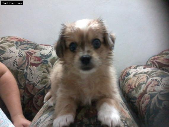Foto del perro Buffy
