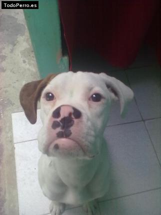 Foto del perro Bili