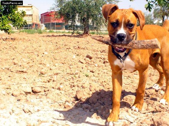 La foto del perro Luca Foto del perro Luca