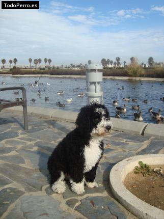 La foto del perro