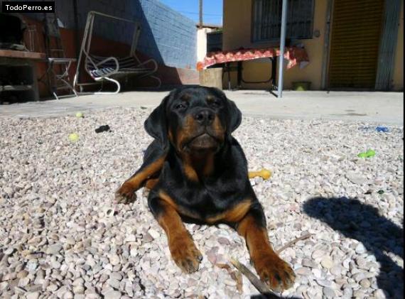 La foto del perro