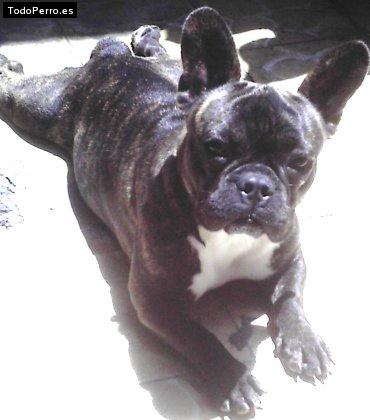 La foto del perro Sunny Foto del perro Sunny