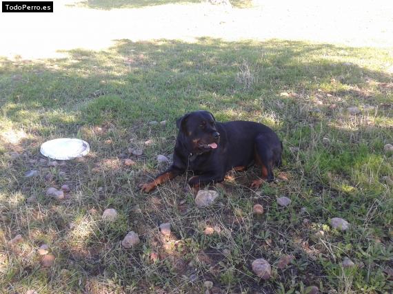 La foto del perro
