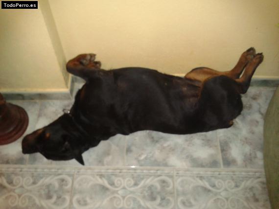 La foto del perro