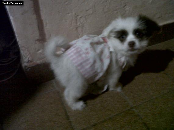 Foto del perro Bianca antonia