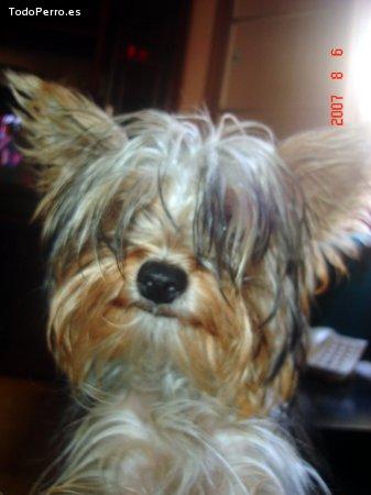 La foto del perro Jerry Foto del perro Jerry