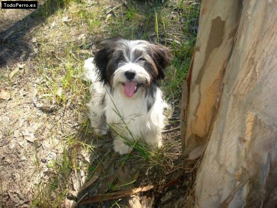 La foto del perro