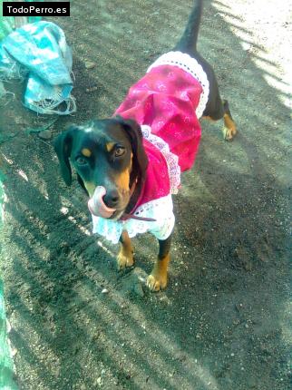 La foto del perro