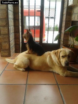 La foto del perro
