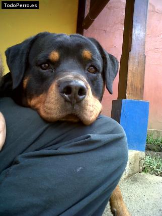 La foto del perro