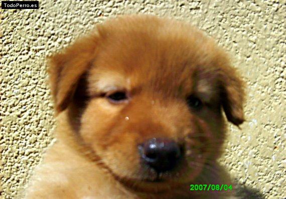 La foto del perro Sera Foto del perro Sera