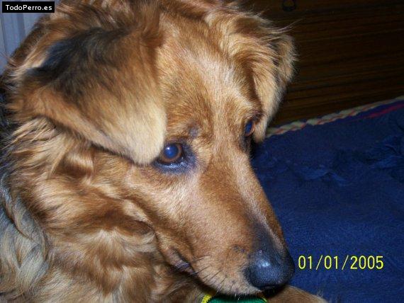 La foto del perro Lady Foto del perro Lady