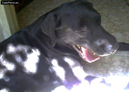 Foto del perro Homero