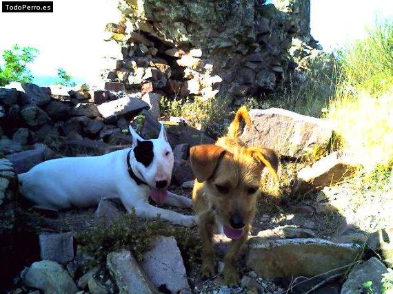 La foto del perro Sira e iron Foto del perro Sira e iron