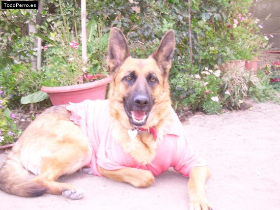 La foto del perro