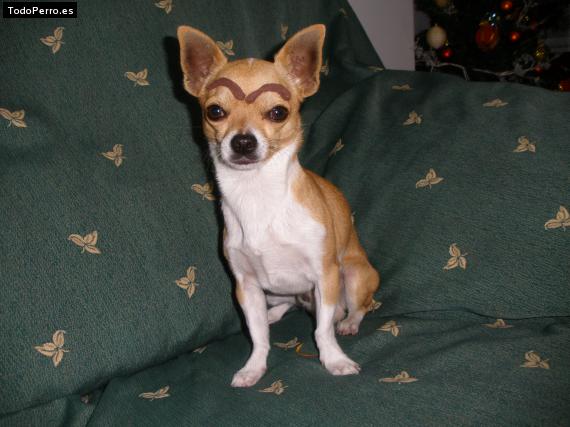 La foto del perro