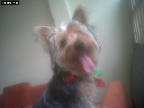 La foto del perro