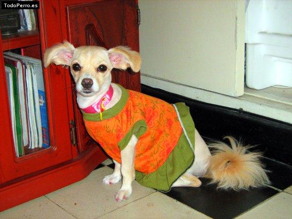 Foto del perro Chicky lorens