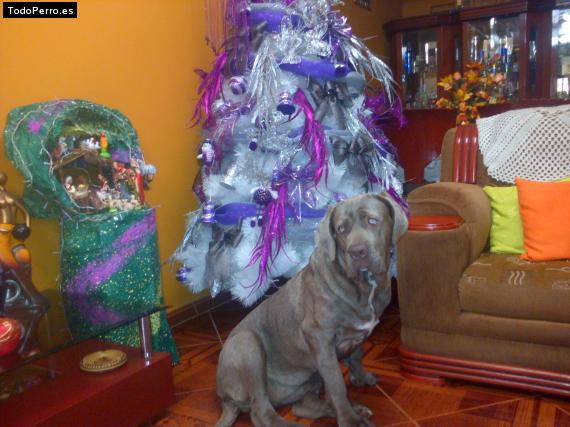 La foto del perro