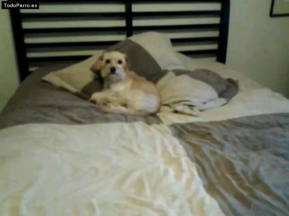 La foto del perro