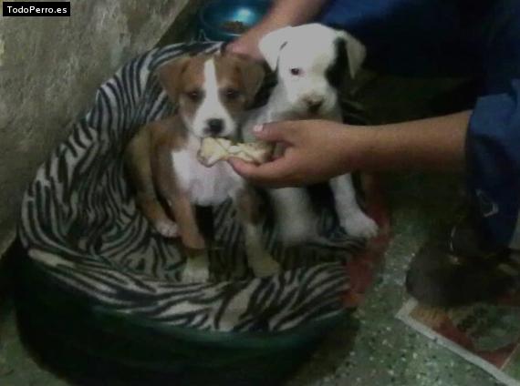 Foto del perro Hachi y azoka