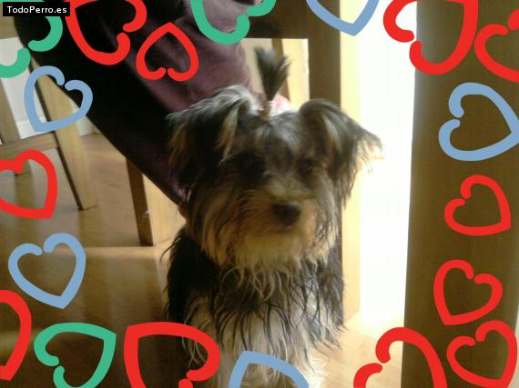 La foto del perro
