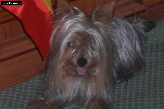 La foto del perro