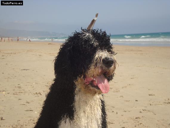 La foto del perro