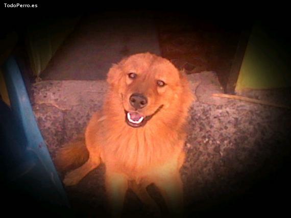 Foto del perro Neron